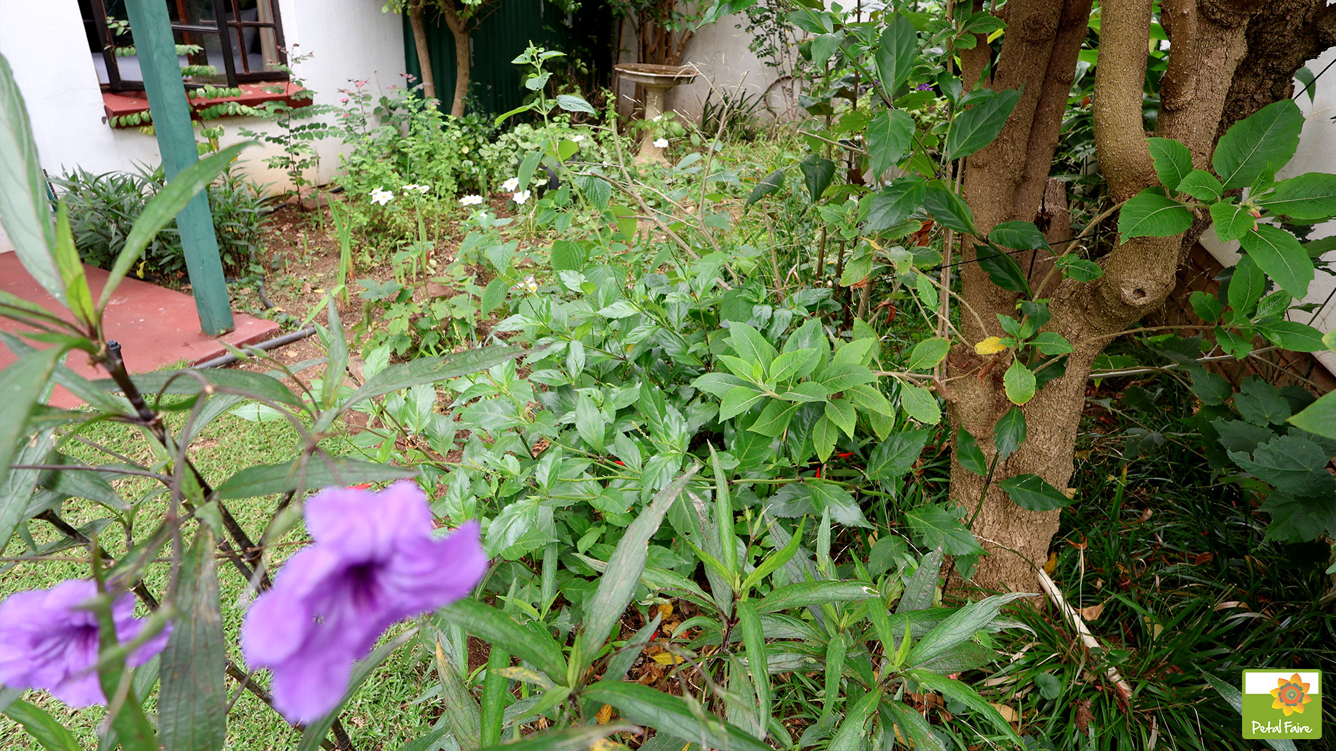 More of the garden at Petalfaire Cottage